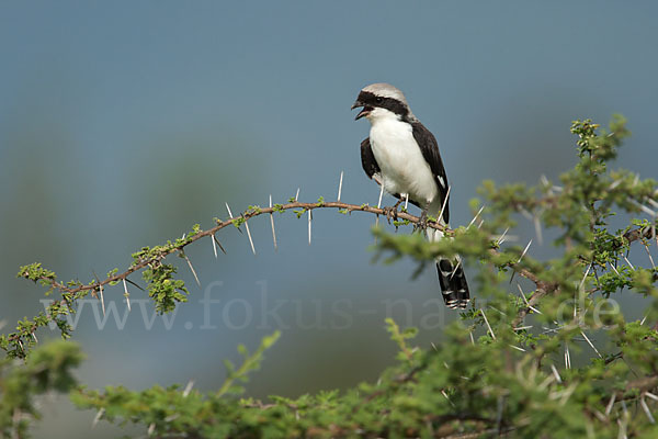 Graumantelwürger (Lanius excubitoroides)