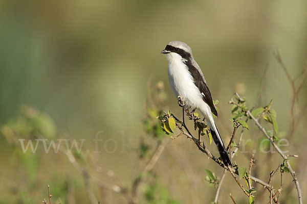 Graumantelwürger (Lanius excubitoroides)