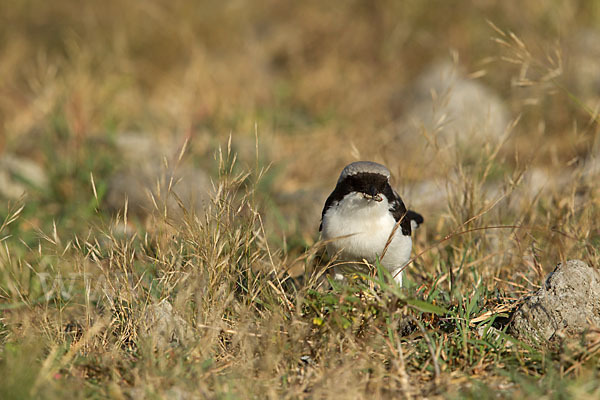 Graumantelwürger (Lanius excubitoroides)