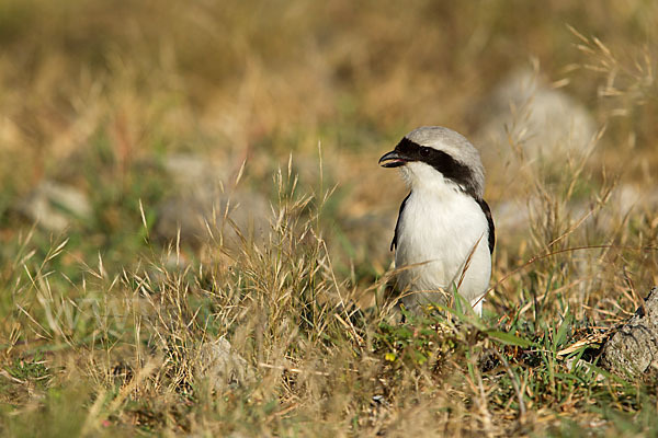 Graumantelwürger (Lanius excubitoroides)