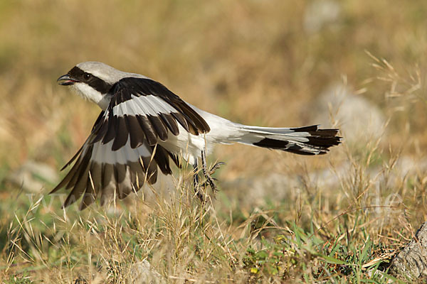 Graumantelwürger (Lanius excubitoroides)