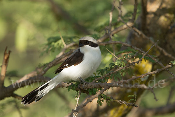 Graumantelwürger (Lanius excubitoroides)