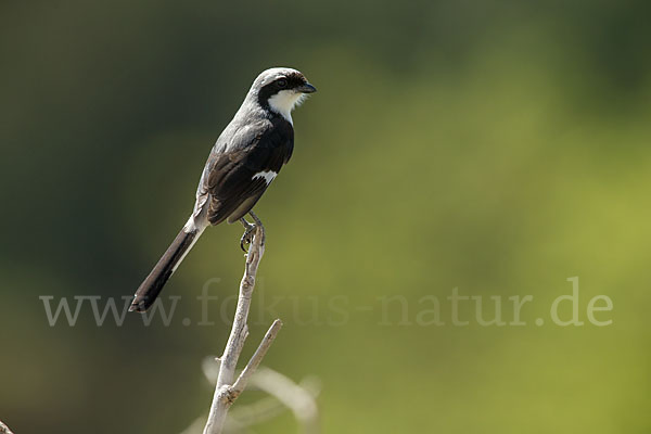 Graumantelwürger (Lanius excubitoroides)