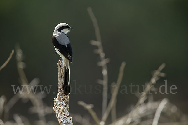 Graumantelwürger (Lanius excubitoroides)