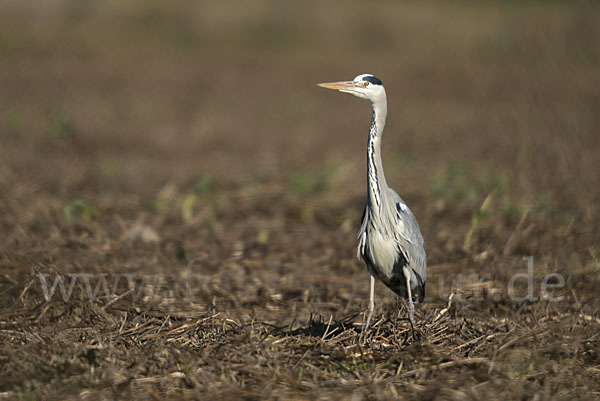 Graureiher (Ardea cinerea)