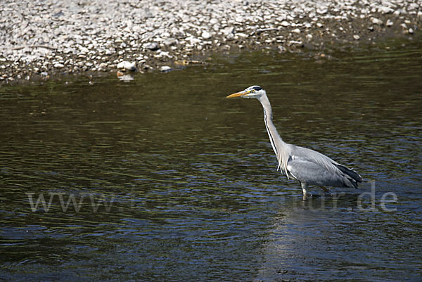 Graureiher (Ardea cinerea)