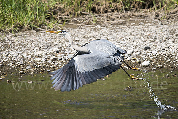 Graureiher (Ardea cinerea)