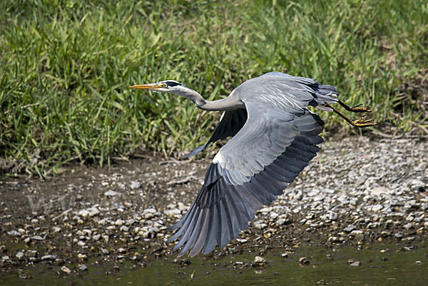 Graureiher (Ardea cinerea)