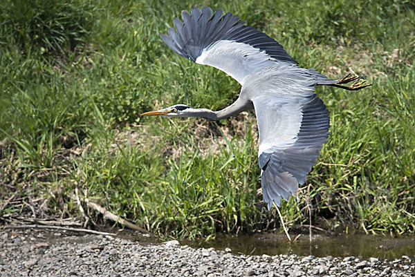 Graureiher (Ardea cinerea)