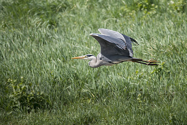 Graureiher (Ardea cinerea)