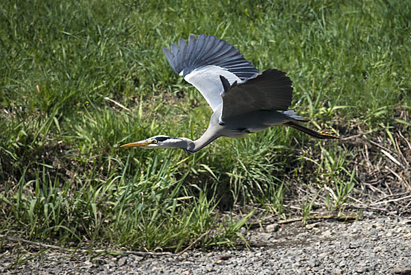 Graureiher (Ardea cinerea)