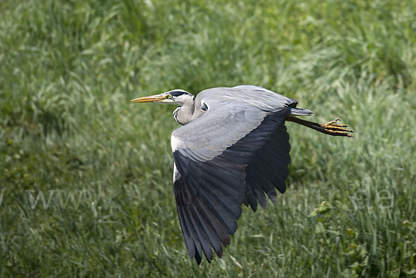 Graureiher (Ardea cinerea)