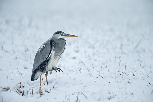 Graureiher (Ardea cinerea)