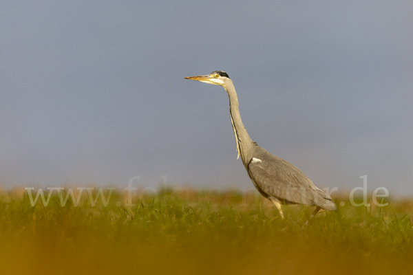 Graureiher (Ardea cinerea)