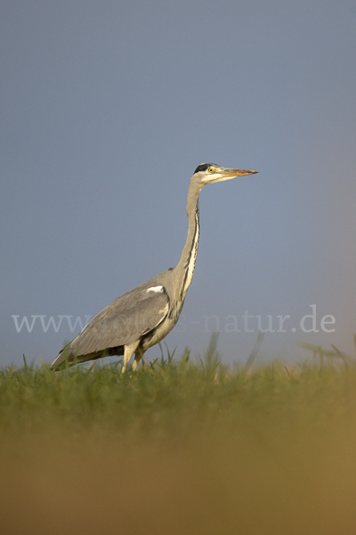 Graureiher (Ardea cinerea)