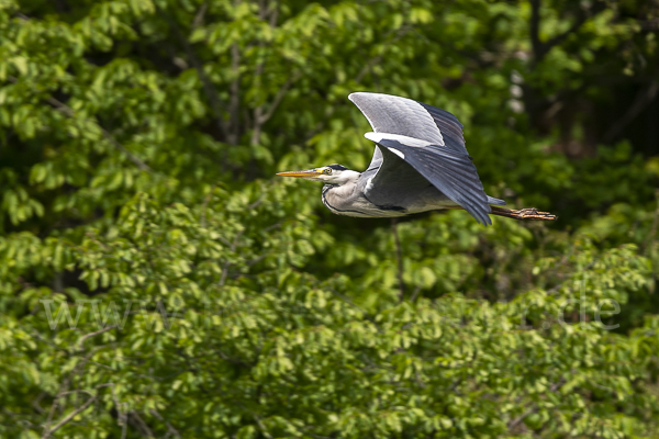 Graureiher (Ardea cinerea)