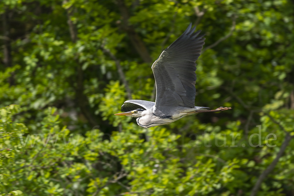 Graureiher (Ardea cinerea)