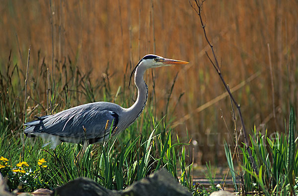 Graureiher (Ardea cinerea)