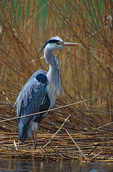 Graureiher (Ardea cinerea)