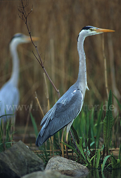 Graureiher (Ardea cinerea)