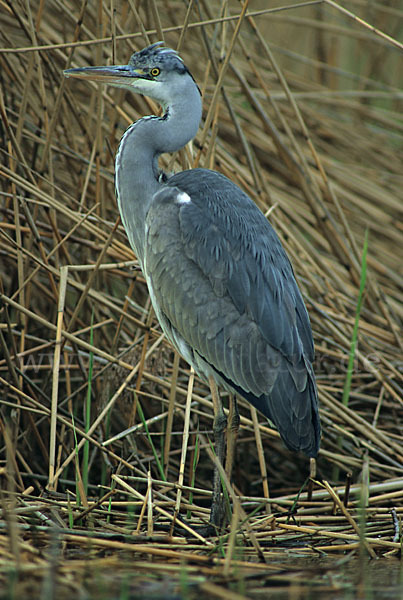 Graureiher (Ardea cinerea)