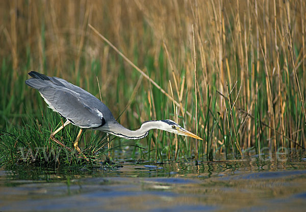 Graureiher (Ardea cinerea)