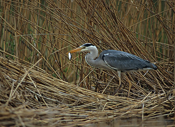 Graureiher (Ardea cinerea)