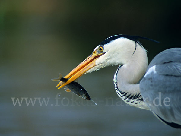 Graureiher (Ardea cinerea)