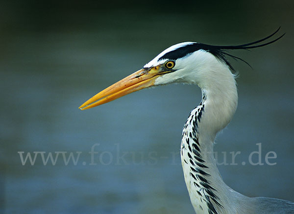 Graureiher (Ardea cinerea)