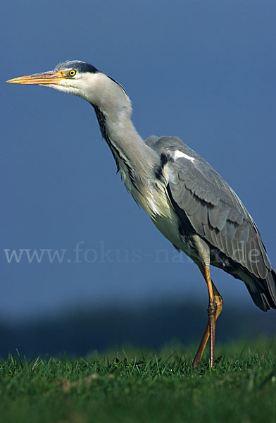 Graureiher (Ardea cinerea)