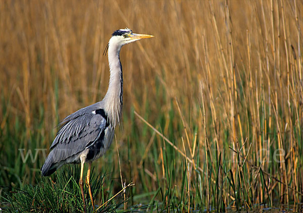 Graureiher (Ardea cinerea)