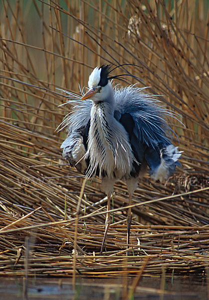 Graureiher (Ardea cinerea)