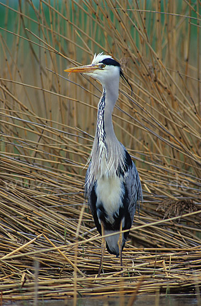 Graureiher (Ardea cinerea)