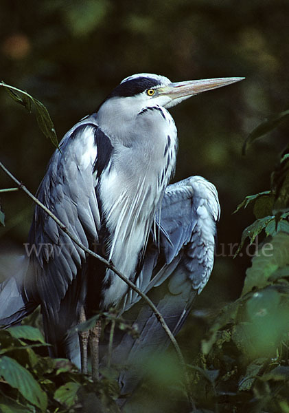 Graureiher (Ardea cinerea)