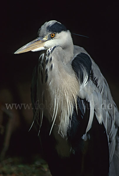 Graureiher (Ardea cinerea)