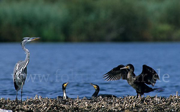 Graureiher (Ardea cinerea)