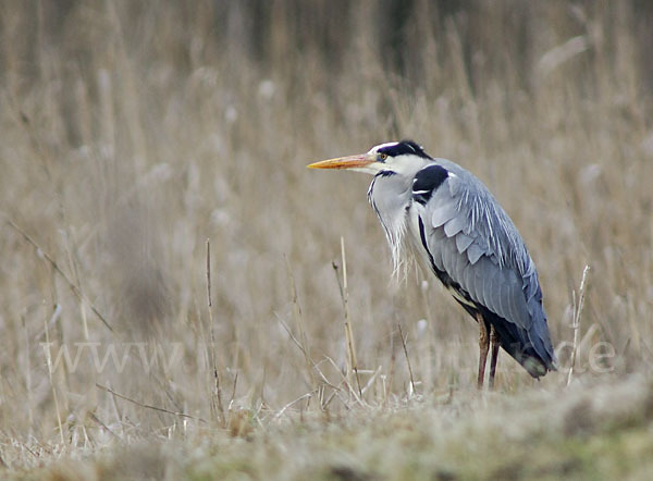 Graureiher (Ardea cinerea)