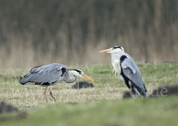 Graureiher (Ardea cinerea)