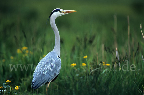 Graureiher (Ardea cinerea)