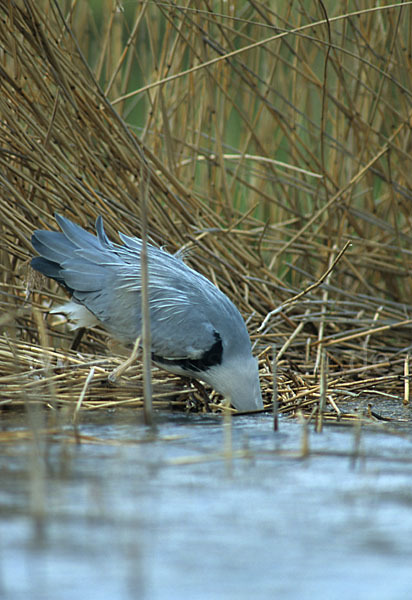 Graureiher (Ardea cinerea)