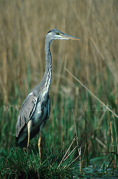 Graureiher (Ardea cinerea)