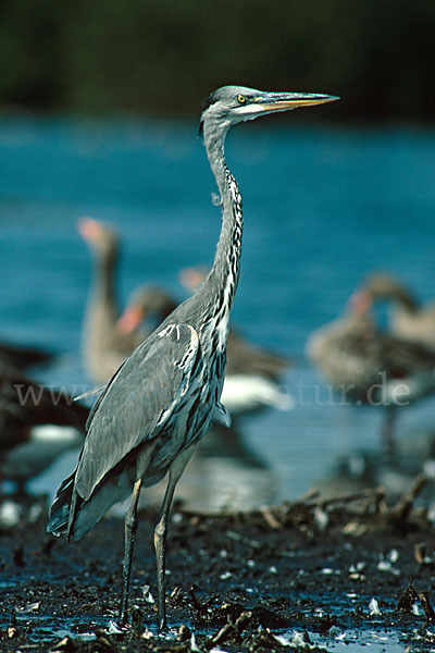 Graureiher (Ardea cinerea)