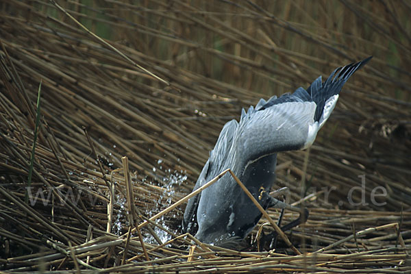 Graureiher (Ardea cinerea)