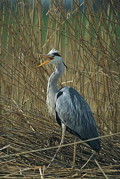 Graureiher (Ardea cinerea)