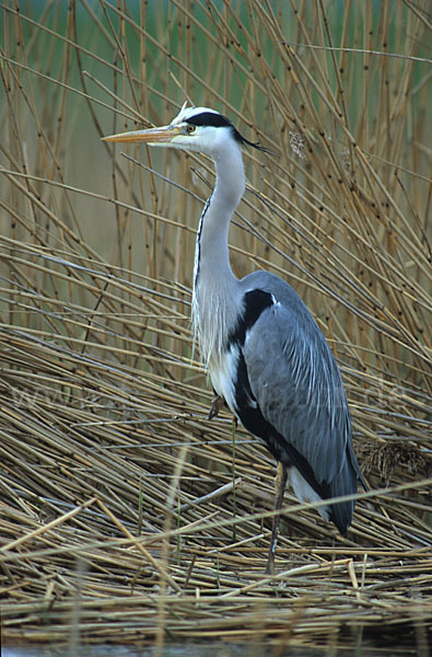 Graureiher (Ardea cinerea)