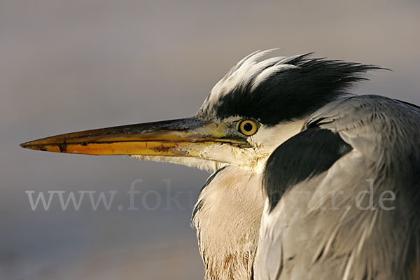 Graureiher (Ardea cinerea)