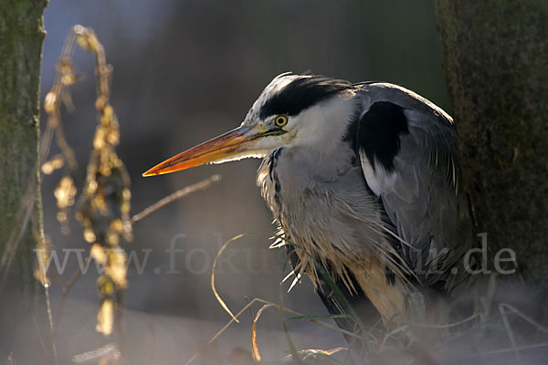 Graureiher (Ardea cinerea)