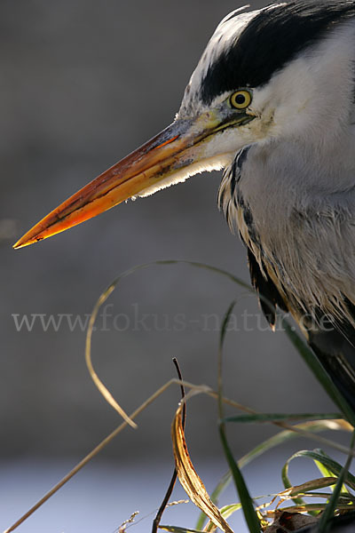 Graureiher (Ardea cinerea)