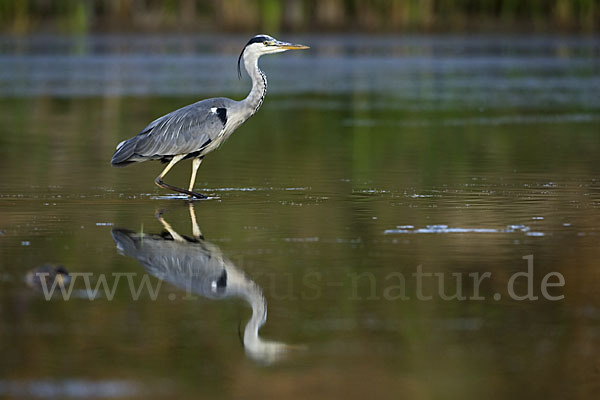 Graureiher (Ardea cinerea)