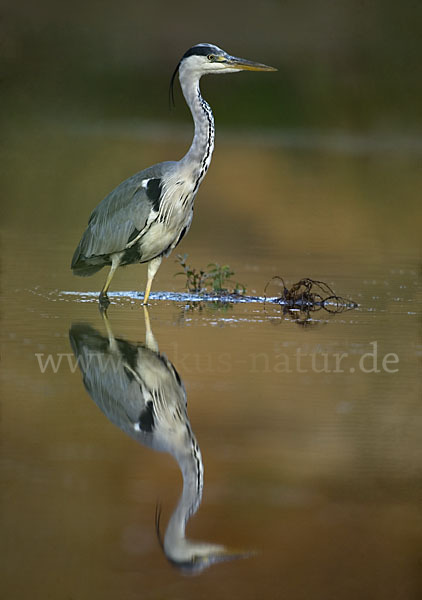 Graureiher (Ardea cinerea)